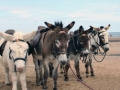 2817redcarbeachdonkeys2008.jpg