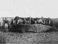 1020whaleashore.jpg